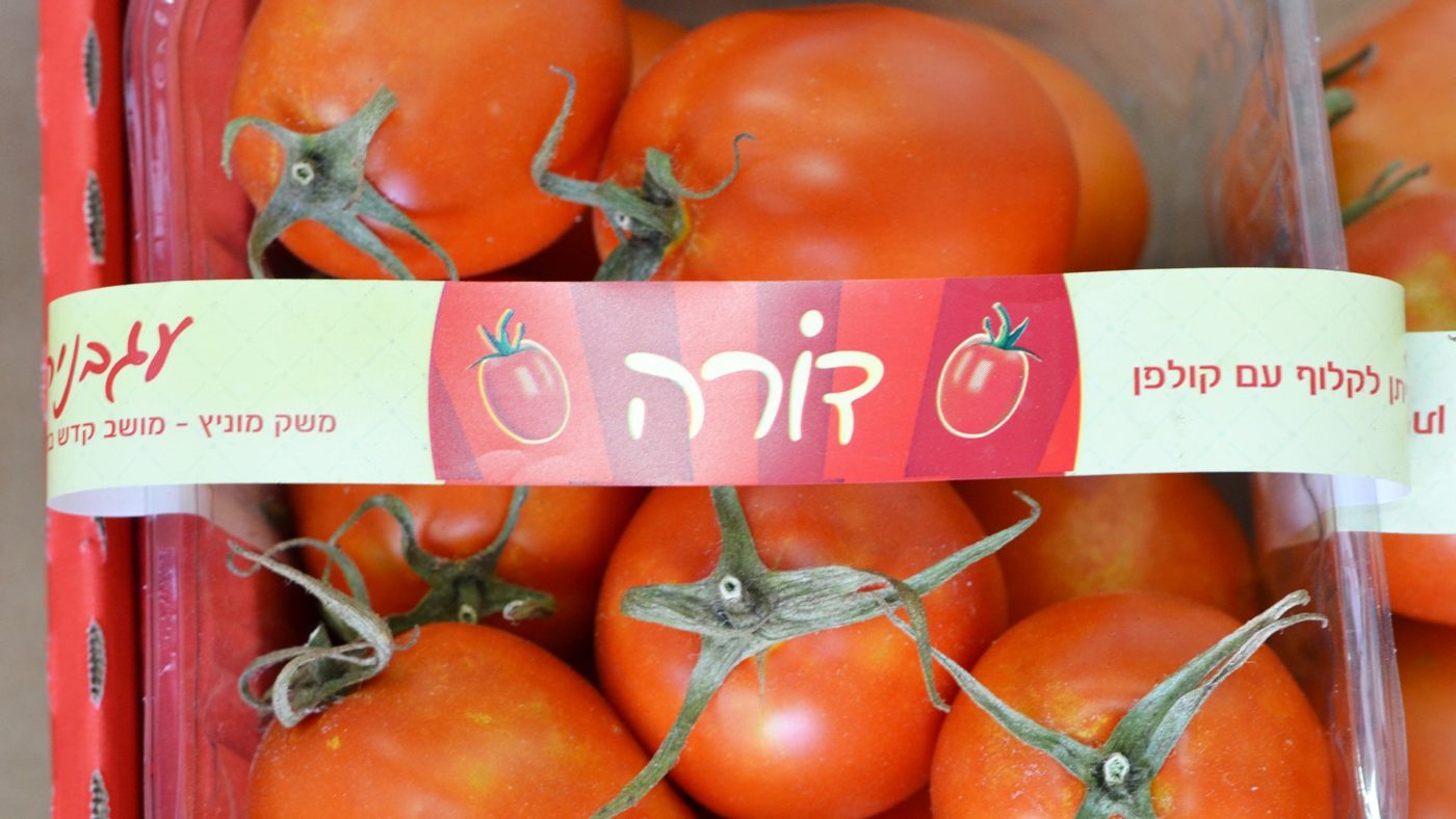 פונט / גופן נגה בשימוש